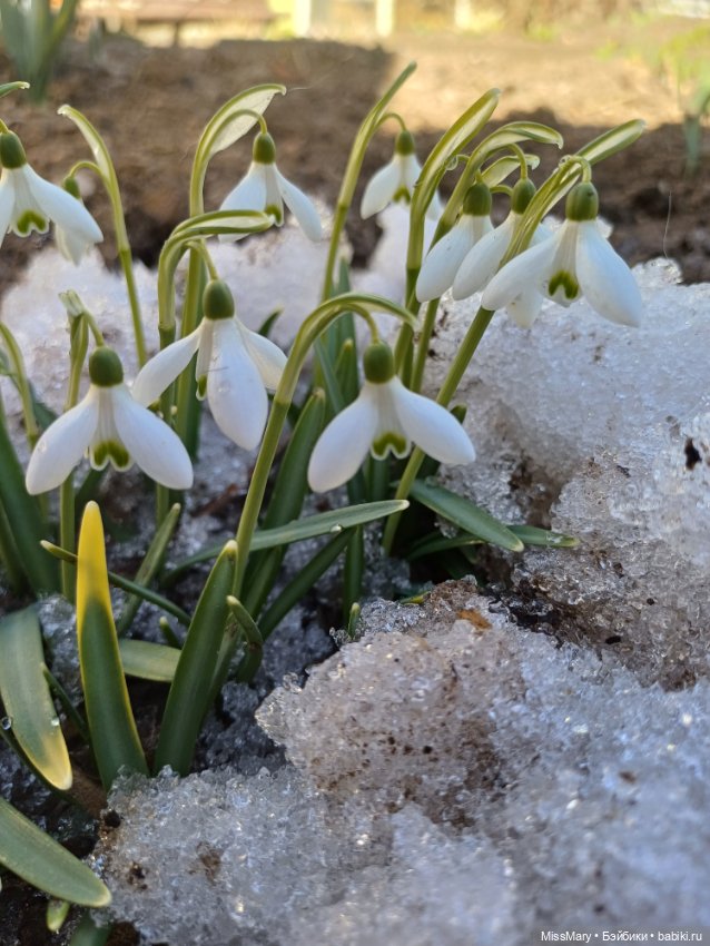 Весна и подснежники — Куклы Barbie (Барби): Looks