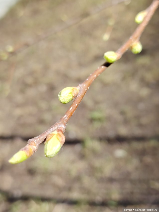 Кирюшка встречает весну — Куклы с Алиэкспресс (Aliexpress): Китайские шарнирные (фото 8)
