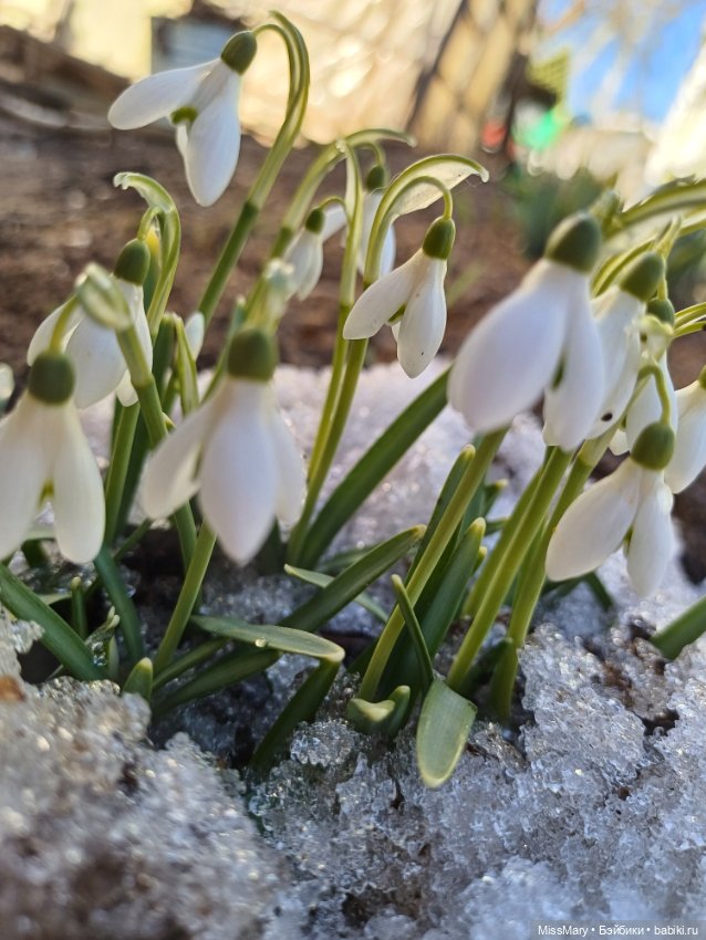 Весна и подснежники — Куклы Barbie (Барби): Looks