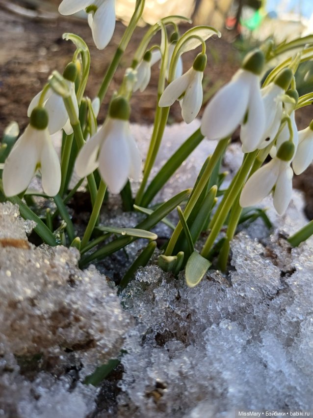 Весна и подснежники — Куклы Barbie (Барби): Looks