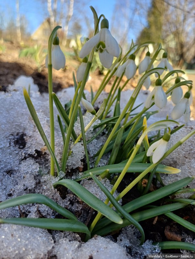 Весна и подснежники — Куклы Barbie (Барби): Looks