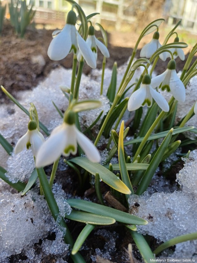 Весна и подснежники — Куклы Barbie (Барби): Looks (фото 8)