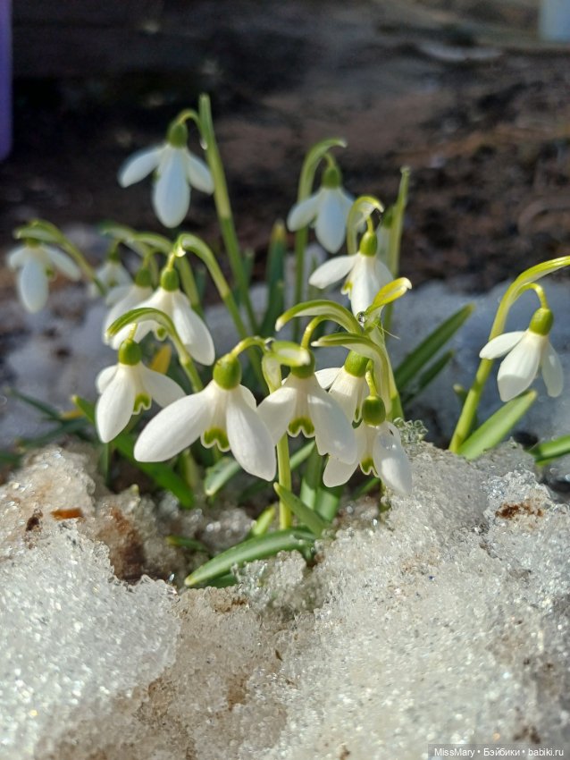 Весна и подснежники — Куклы Barbie (Барби): Looks (фото 5)