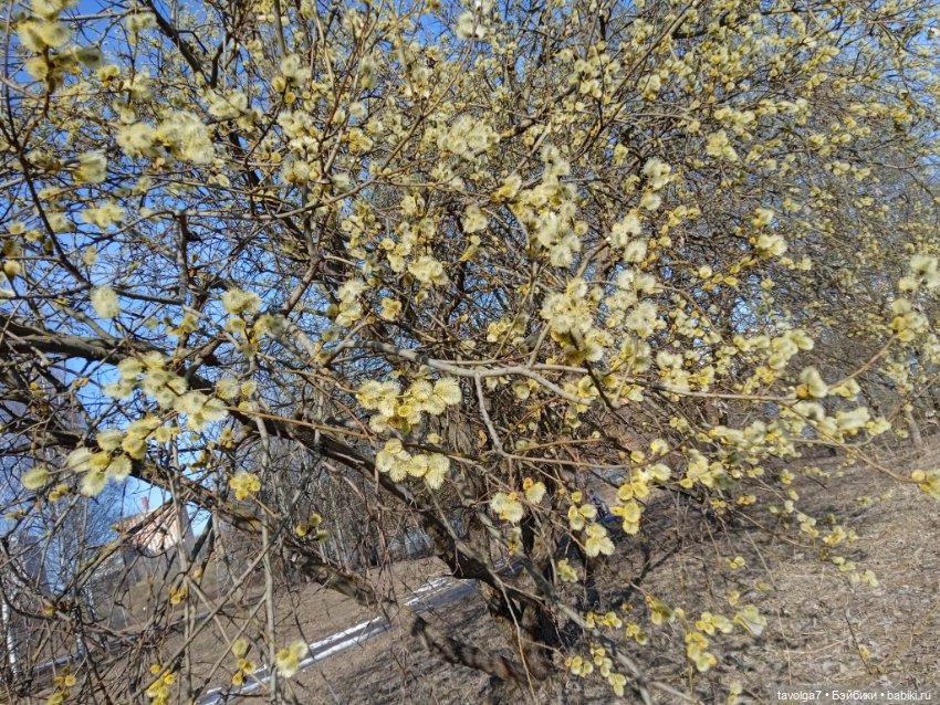 "Три очень милых феечки" в исполнении Дюймовочек Аским