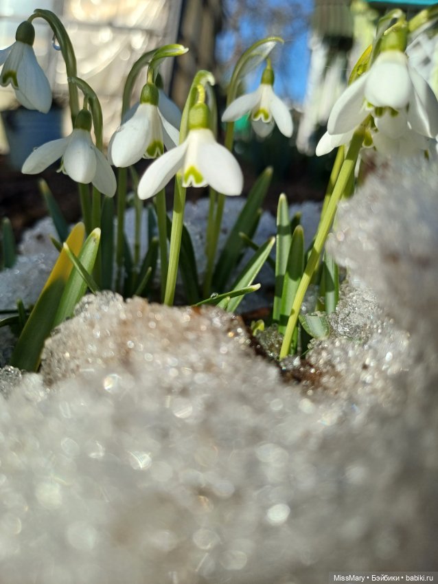 Весна и подснежники — Куклы Barbie (Барби): Looks (фото 2)