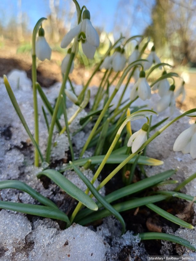 Весна и подснежники — Куклы Barbie (Барби): Looks