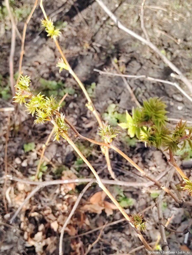 Кирюшка встречает весну — Куклы с Алиэкспресс (Aliexpress): Китайские шарнирные (фото 9)