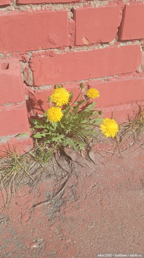 Мой зверь — Авторские мишки Тедди и друзья: фото