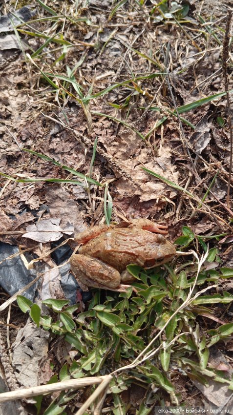 Мой зверь — Авторские мишки Тедди и друзья: фото (фото 4)