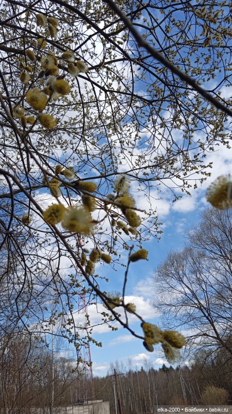 Мой зверь — Авторские мишки Тедди и друзья: фото (фото 2)