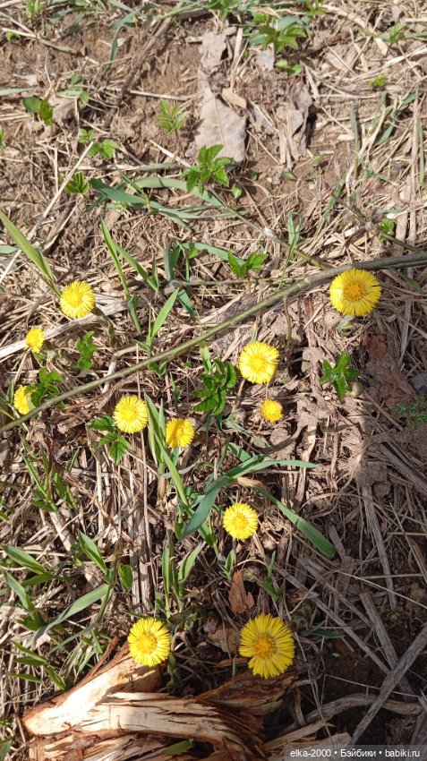 Мой зверь — Авторские мишки Тедди и друзья: фото (фото 7)