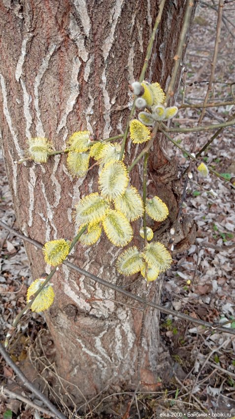 Мой зверь — Авторские мишки Тедди и друзья: фото