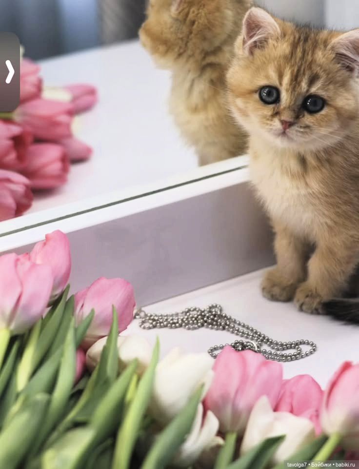 Тюльпаны, кофе - цвет апреля