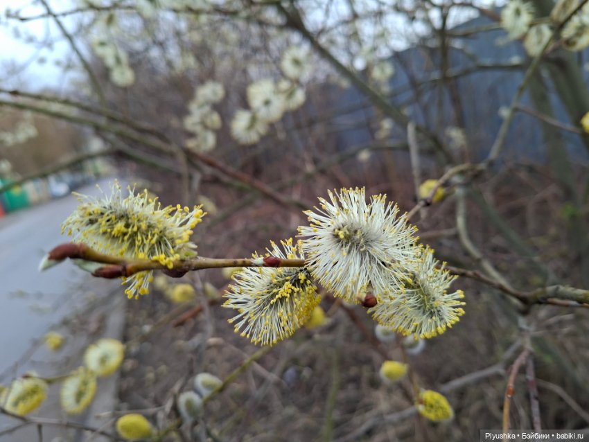 По следам Вербного воскресенья (фото 5)