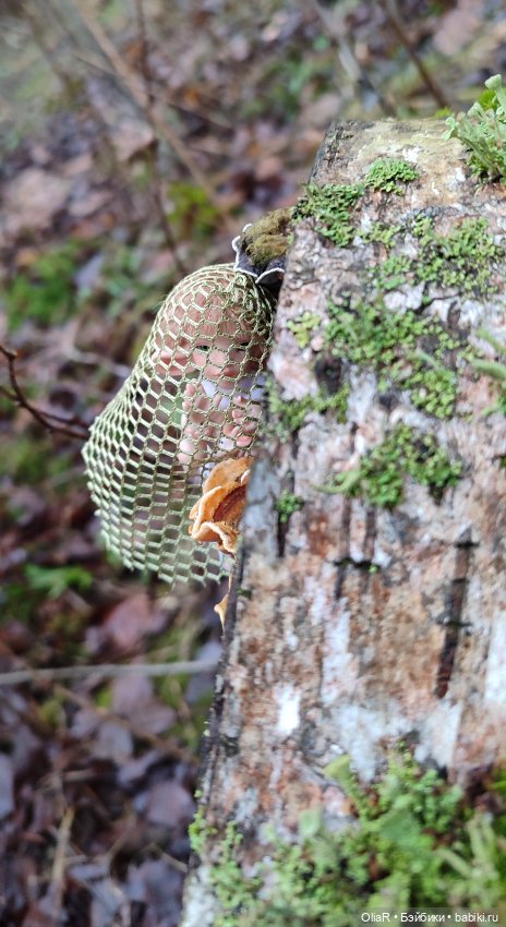 Как Мышуня в прятки играла или как сообразить на пятерых 🐭 (фото 10)