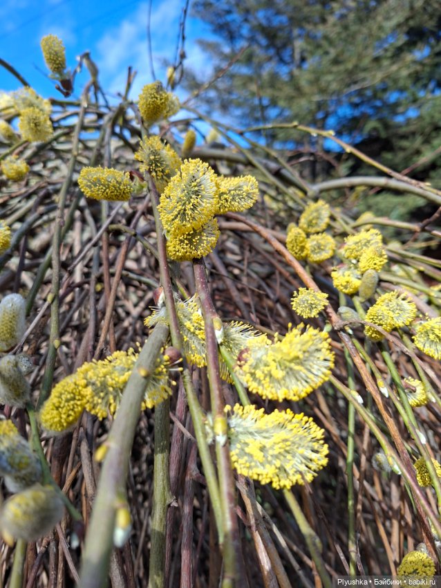 По следам Вербного воскресенья (фото 4)