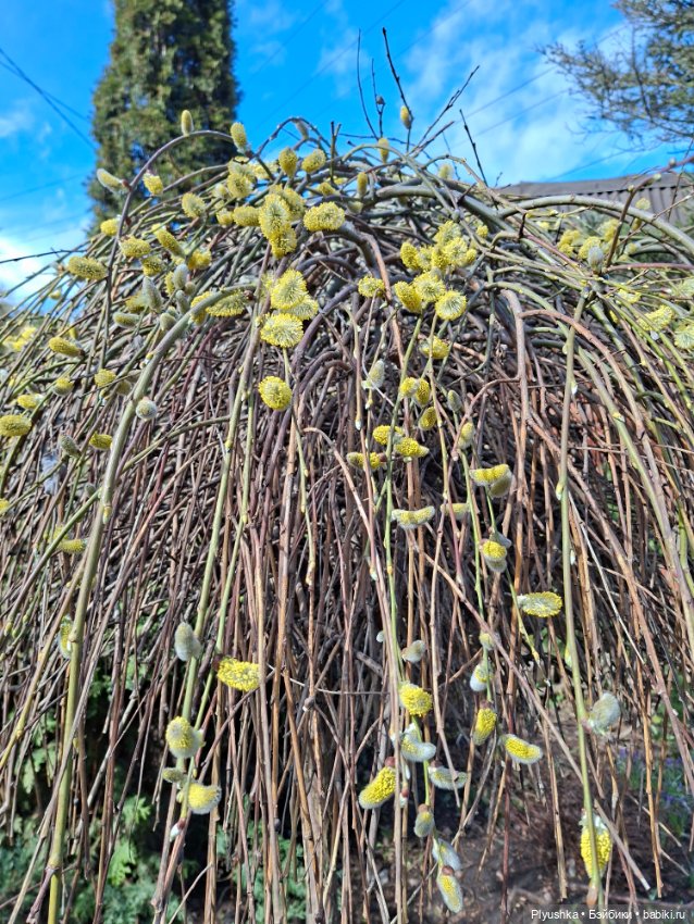 По следам Вербного воскресенья (фото 3)