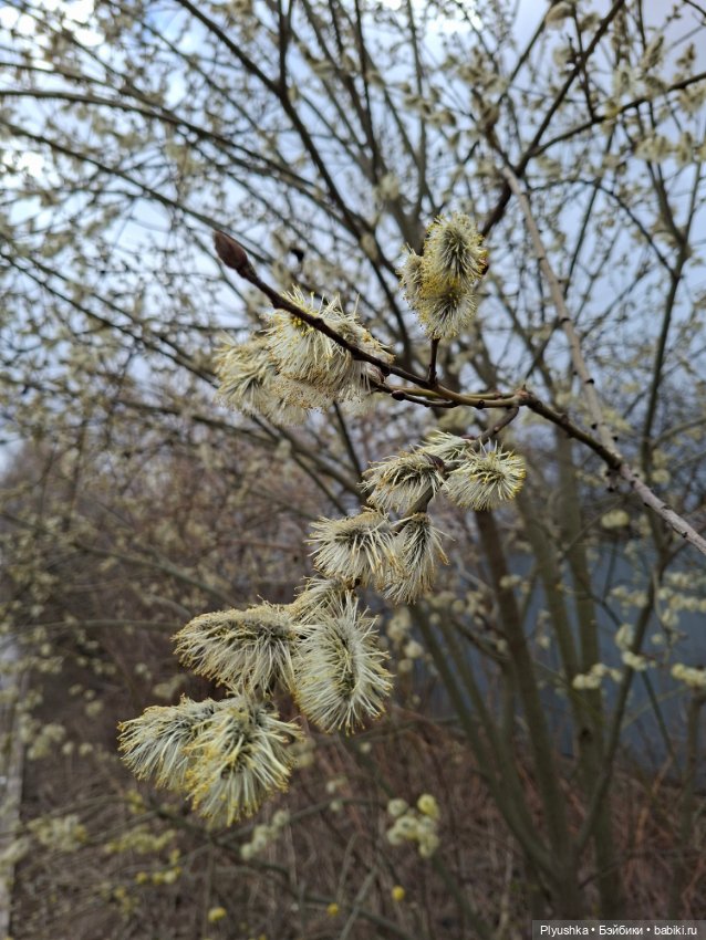 По следам Вербного воскресенья (фото 2)