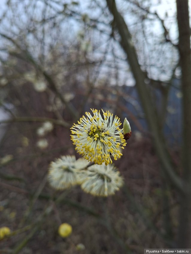 По следам Вербного воскресенья (фото 6)