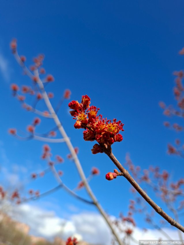 После дождя — Домашние фото авторских игрушек: Тедди