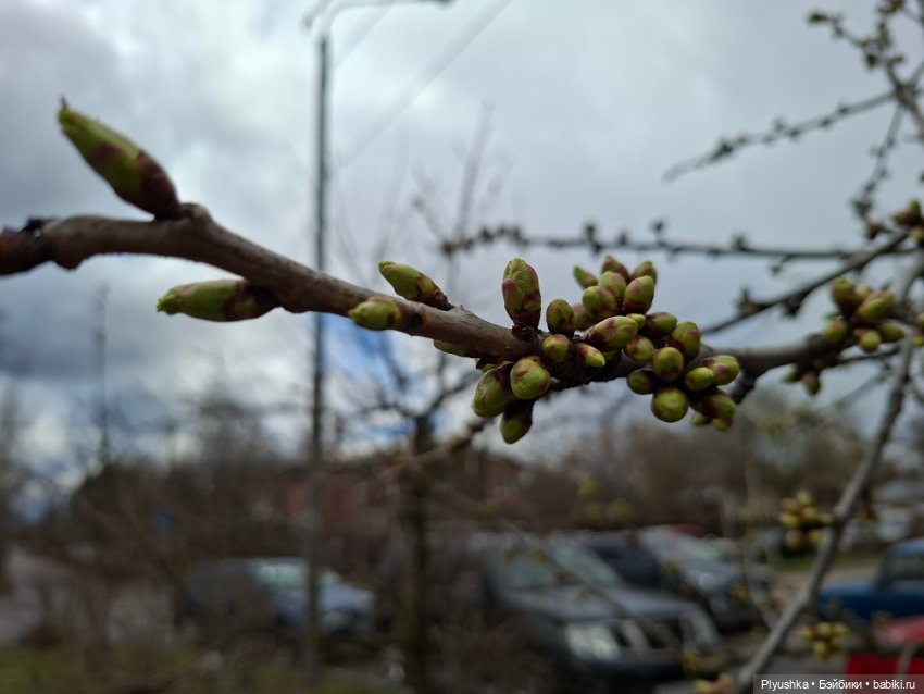 После дождя — Домашние фото авторских игрушек: Тедди