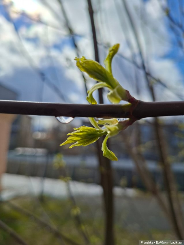 После дождя — Домашние фото авторских игрушек: Тедди (фото 6)