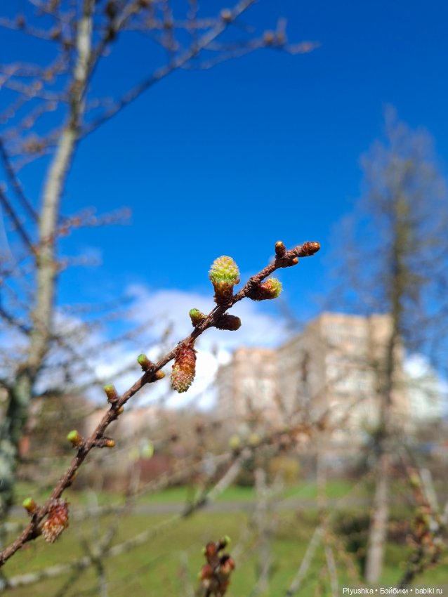 После дождя — Домашние фото авторских игрушек: Тедди