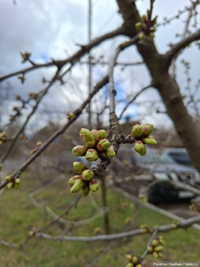 После дождя — Домашние фото авторских игрушек: Тедди (фото 2)