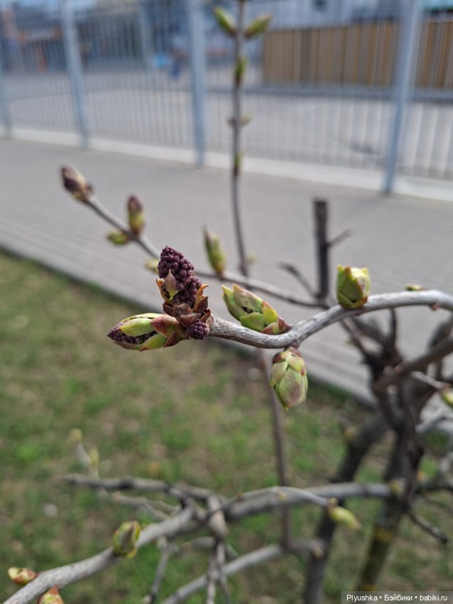 После дождя — Домашние фото авторских игрушек: Тедди (фото 4)