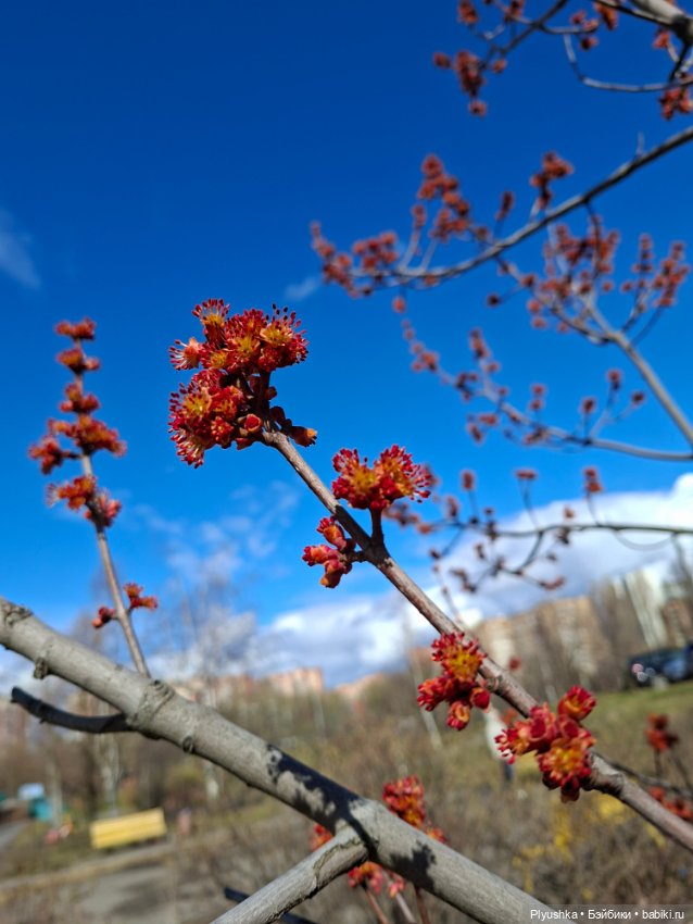 После дождя — Домашние фото авторских игрушек: Тедди