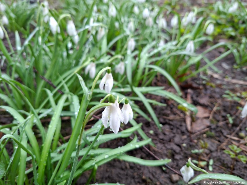 После дождя — Домашние фото авторских игрушек: Тедди (фото 5)