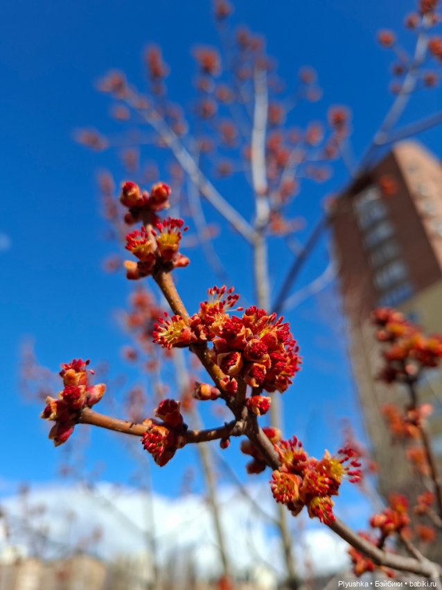 После дождя — Домашние фото авторских игрушек: Тедди