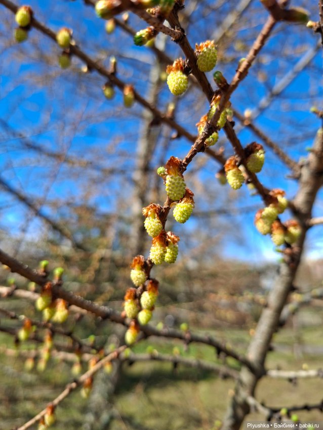 После дождя — Домашние фото авторских игрушек: Тедди (фото 10)