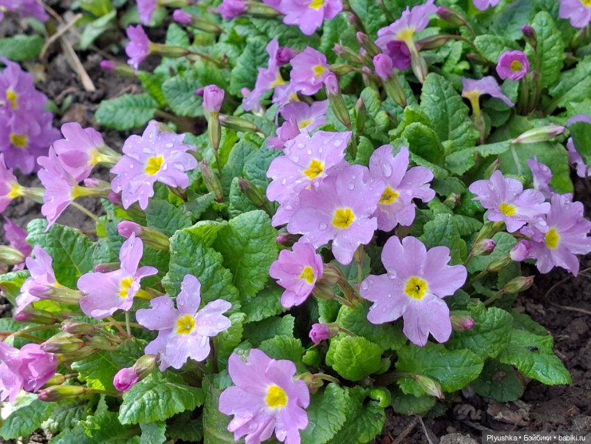 После дождя — Домашние фото авторских игрушек: Тедди (фото 3)