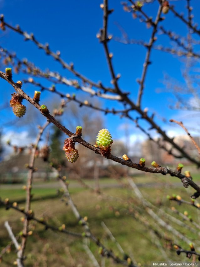 После дождя — Домашние фото авторских игрушек: Тедди