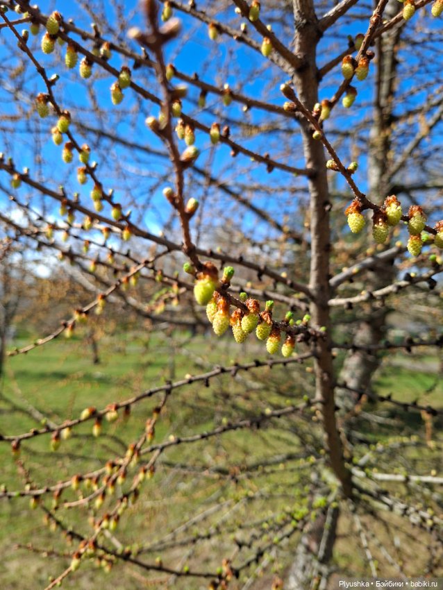 После дождя — Домашние фото авторских игрушек: Тедди (фото 9)