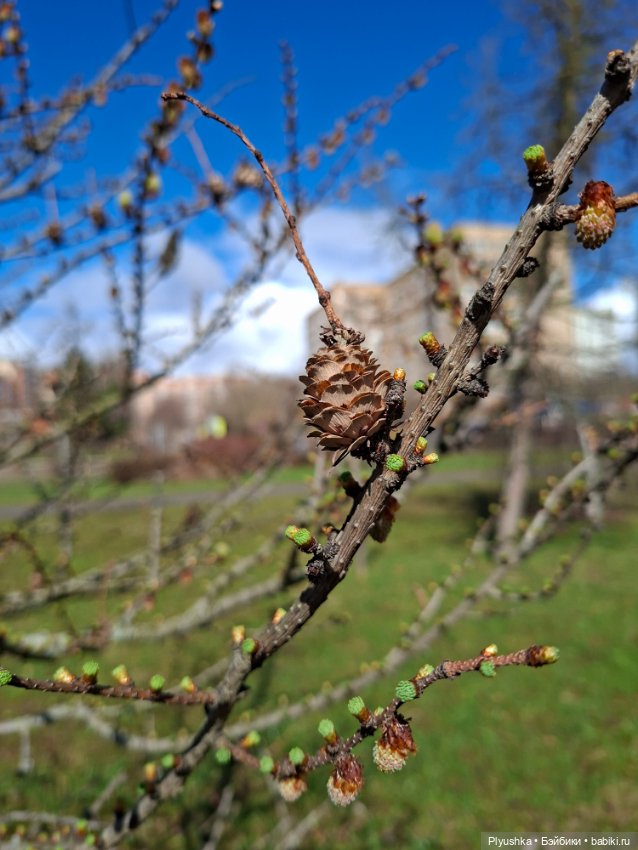 После дождя — Домашние фото авторских игрушек: Тедди (фото 8)