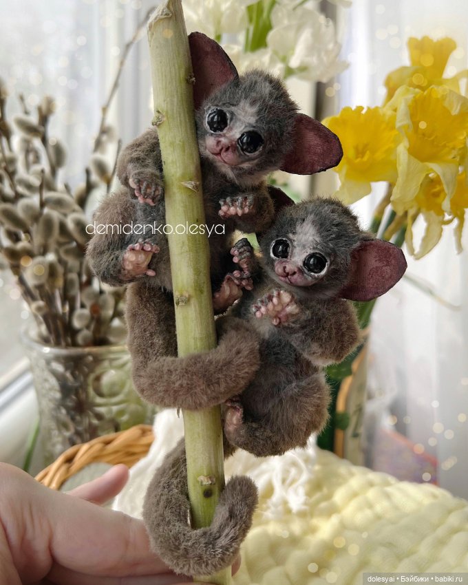 Сенегальский галаго Жучок 🍃