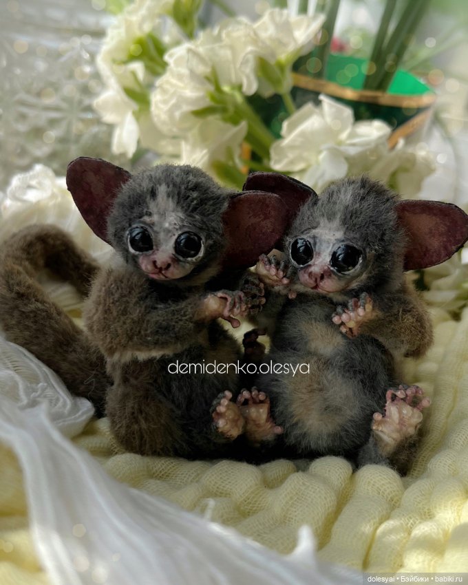 Сенегальский галаго Жучок 🍃 (фото 5)