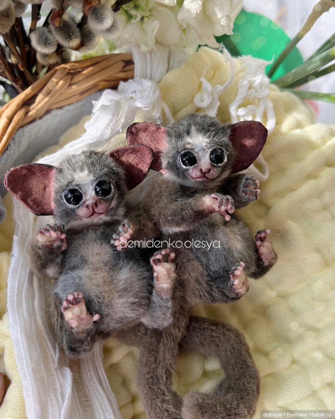 Сенегальский галаго Жучок 🍃 (фото 6)