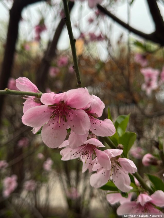 Весна 🌺 — Куклы Dart dolls (Анна Шиткина): российские BJD (БЖД)