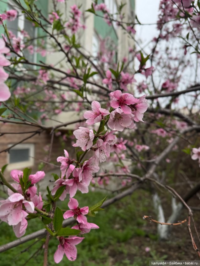 Весна 🌺 — Куклы Dart dolls (Анна Шиткина): российские BJD (БЖД) (фото 2)