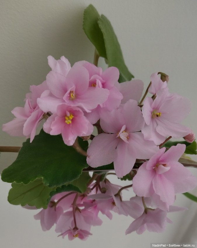 Маша-цветочница — Игровые куклы разных производителей (Разное): редкие бренды (фото 8)