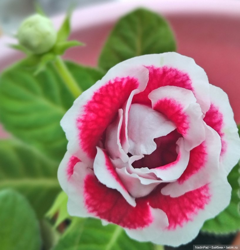 Маша-цветочница — Игровые куклы разных производителей (Разное): редкие бренды (фото 2)