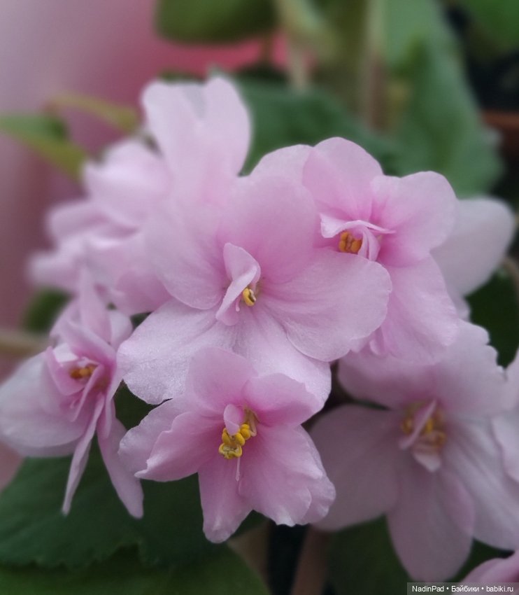 Маша-цветочница — Игровые куклы разных производителей (Разное): редкие бренды (фото 5)