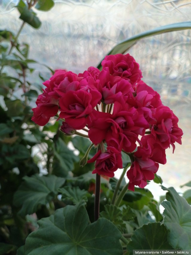 Светлая Пасха — Коллекции игровых кукол (Playline): фото полок