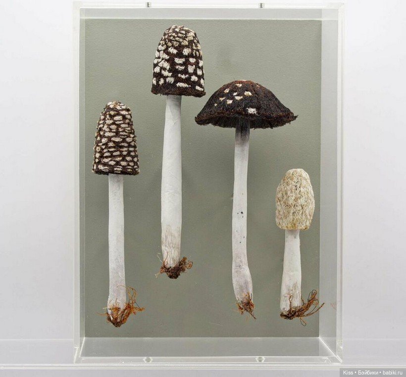 Текстильные грибы Аманды Коббетт