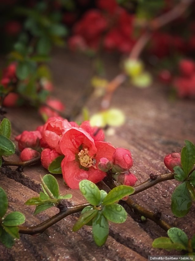 Утро весеннего сада — Авторские куклы BJD (БЖД) у нас дома: фото