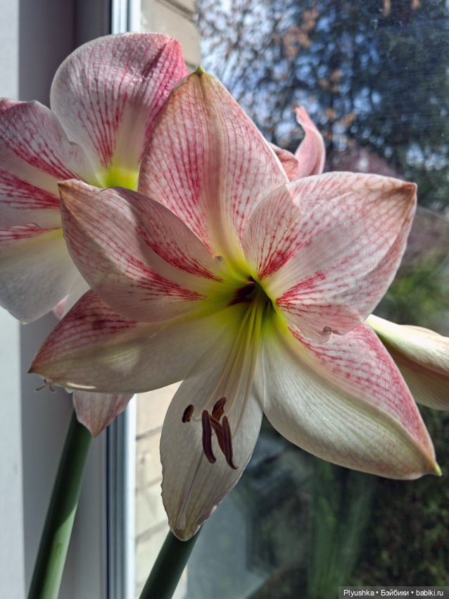 Какое время - такие и Феи) (фото 3)