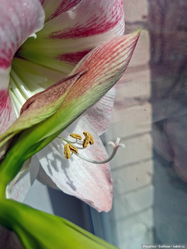 Какое время - такие и Феи) (фото 2)